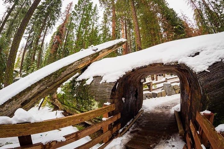 Sequoia National Park Private Day Tour from Tulare — Moro Rock, Giant Sequoias & Meadow Hikes photo 4