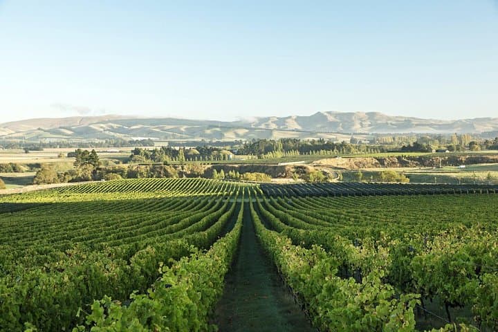 Waipara Wine Experience: Tastings & Winery Lunch from Christchurch