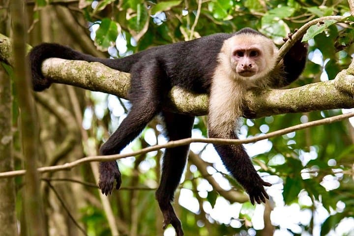 Manuel Antonio Rainforest & Beach Day Tour from Jaco — Wildlife, Trails & Turquoise Water photo 1