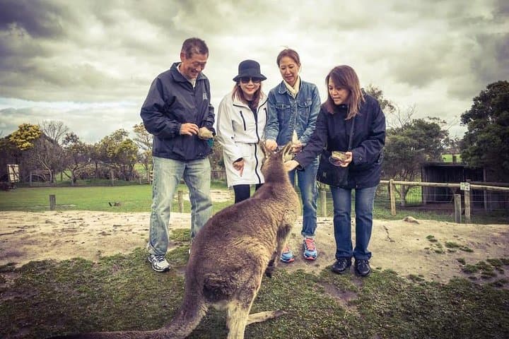 Phillip Island Penguin Parade Private Tour — Close-Up Little Penguins & Wildlife photo 4