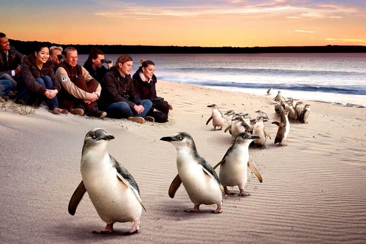 Phillip Island Penguin Parade Private Tour — Close-Up Little Penguins & Wildlife photo 1