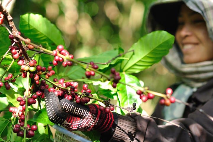 Full-Day Crossing the Bolaven Plateau: Coffee, Waterfalls & Laven Village Encounters