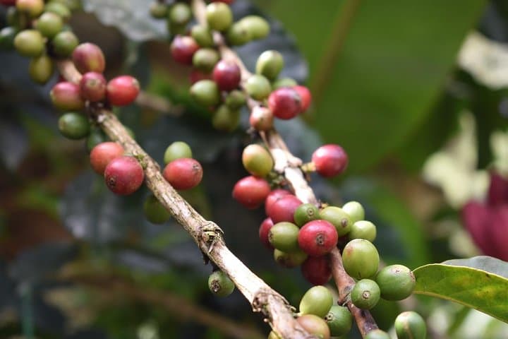 Full-Day Private Minca Tour: Waterfalls, Coffee Farm & Marinka Swim