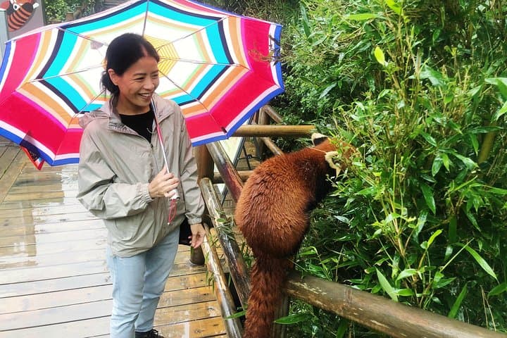 Half-Day at Chengdu Panda Base: Meet Giant Pandas in the City photo 2