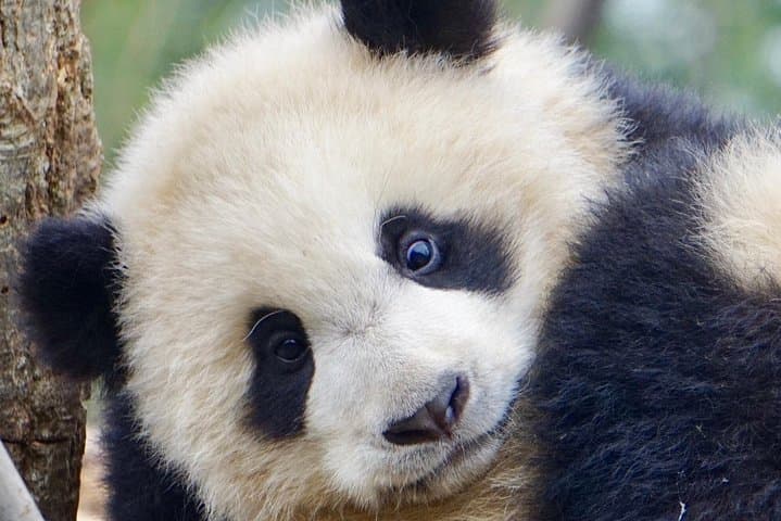Half-Day at Chengdu Panda Base: Meet Giant Pandas in the City photo 6