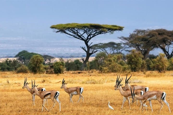 Safari at the Foot of Kilimanjaro: 3-Day Tsavo West & Amboseli Ziwani Adventure photo 3
