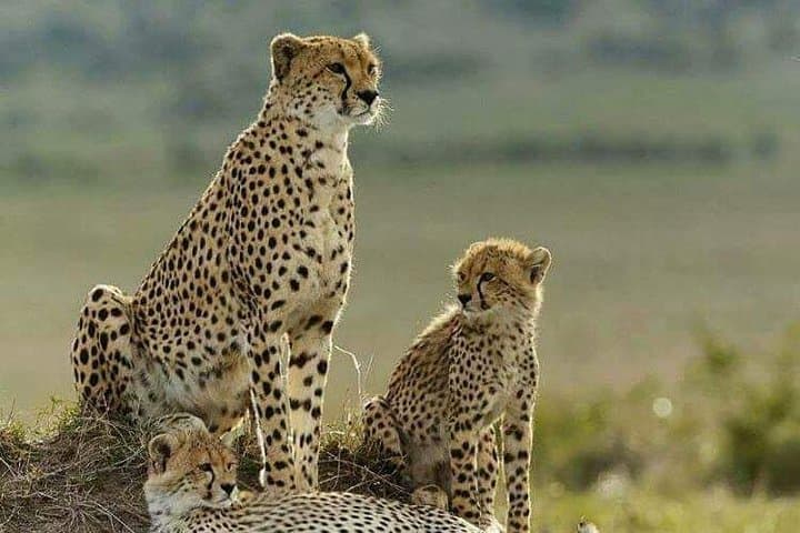 Safari at the Foot of Kilimanjaro: 3-Day Tsavo West & Amboseli Ziwani Adventure photo 4