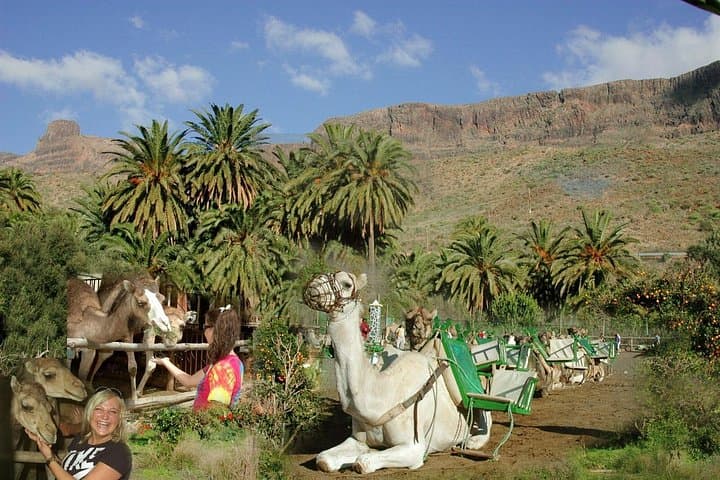 Camel Ride in Fataga: Dromedary Trek, Tapas Lunch & Camel Show in Gran Canaria