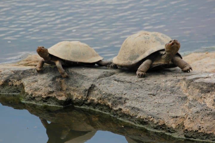 Blyde Dam Cruise & Moholoholo Rehab Day Tour from Hazyview — Hippos, Kadishi Tufa & Wildlife Rescue photo 4