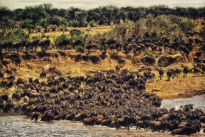 8-Day Kenya and Tanzania Private Safari from Nairobi — Maasai Mara to Ngorongoro photo 3