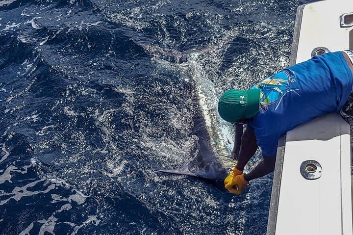 Hooking Marlin off St Lucia: West Coast Sport Fishing Tour photo 5