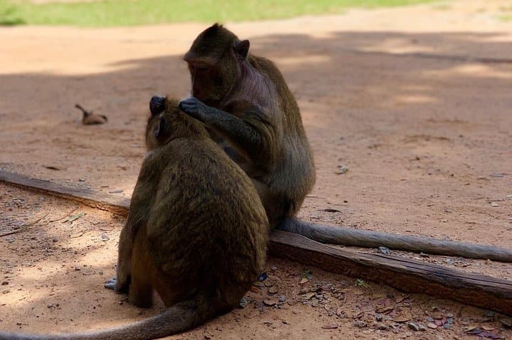 Private Day Tour: Phnom Kulen Waterfall & Kompong Pluk Floating Village from Siem Reap photo 4