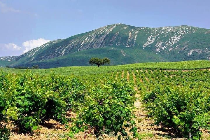 Arrábida Wine Tasting & Coastal View Private Half-Day Tour photo 2