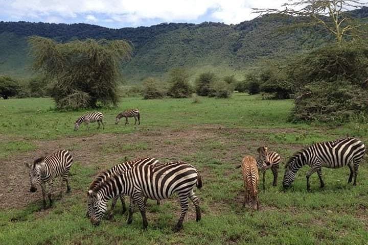 Full-Day Tarangire National Park Safari: Elephants, Baobabs & River Views photo 2