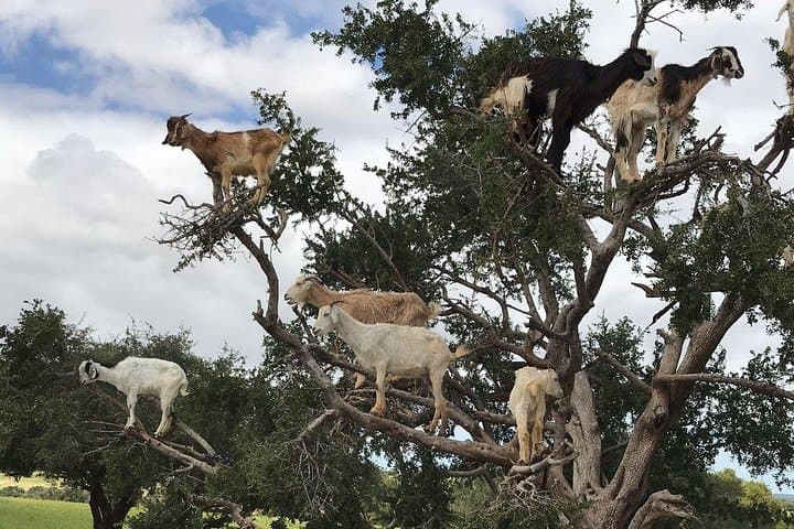 Agadir Tree-Climbing Goats: Argan Grove Wildlife Viewing Near Agadir photo 6