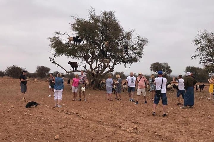 Agadir Tree-Climbing Goats: Argan Grove Wildlife Viewing Near Agadir photo 5