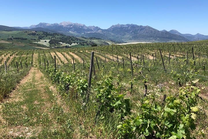 VIP Ronda Wine Tour: Private Tasting & Gourmet Lunch with Winemaker photo 2