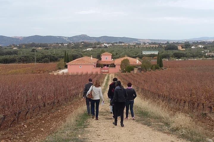 VIP Ronda Wine Tour: Private Tasting & Gourmet Lunch with Winemaker photo 5