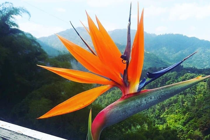 Blue Mountain Path Finder: Guided Blue Mountain Coffee Estate Tour from Kingston