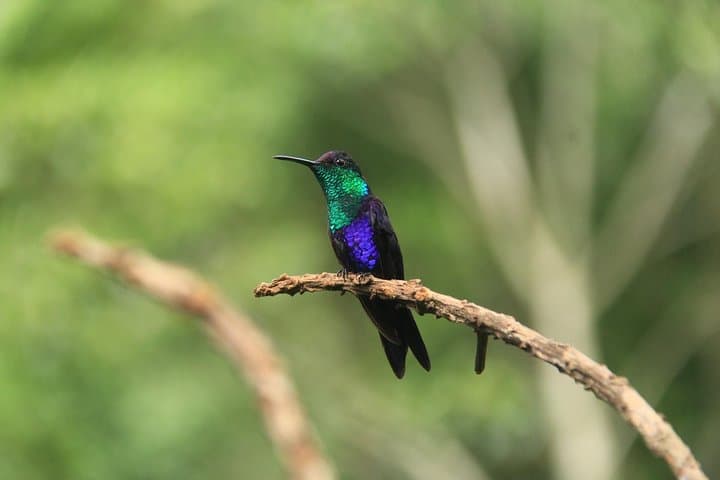 Birdwatching Tour at Arenal Volcano: Guided Morning Walk in La Fortuna