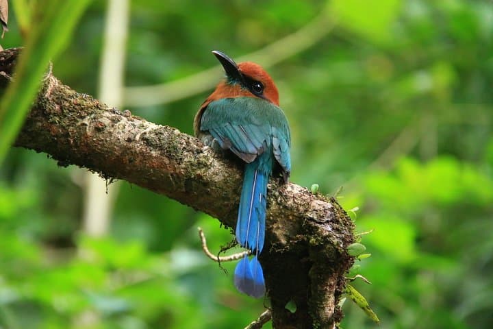 Birdwatching Tour at Arenal Volcano: Guided Morning Walk in La Fortuna photo 2