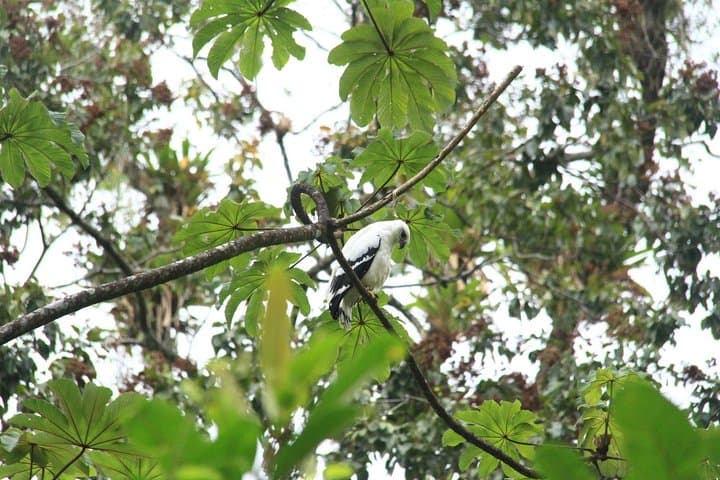Birdwatching Tour at Arenal Volcano: Guided Morning Walk in La Fortuna photo 3