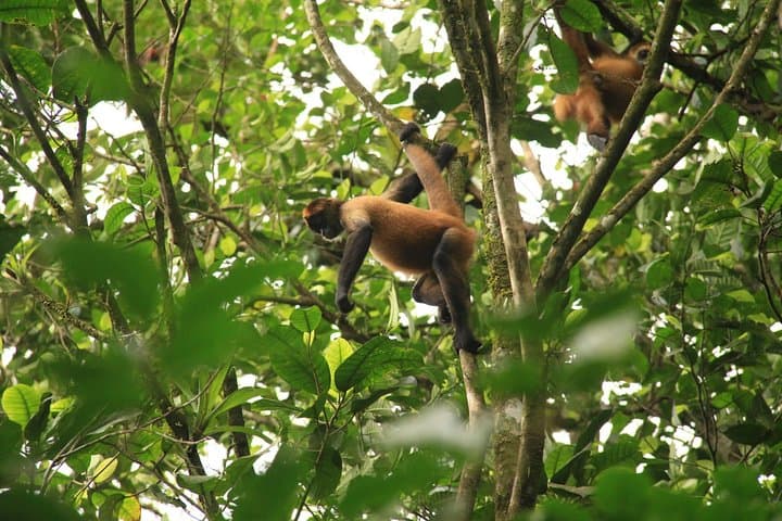 Birdwatching Tour at Arenal Volcano: Guided Morning Walk in La Fortuna photo 4
