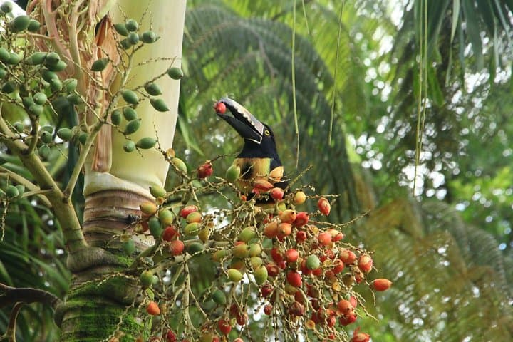 Birdwatching Tour at Arenal Volcano: Guided Morning Walk in La Fortuna photo 5