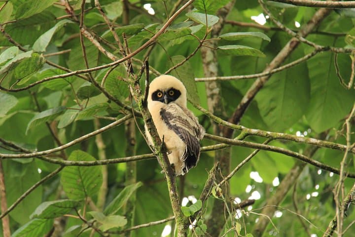 Birdwatching Tour at Arenal Volcano: Guided Morning Walk in La Fortuna photo 6