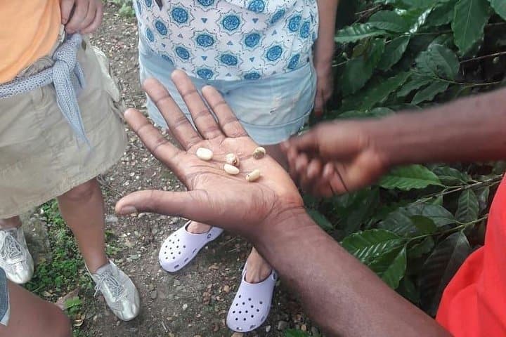 Blue Mountain Path Finder: Guided Blue Mountain Coffee Estate Tour from Kingston photo 4