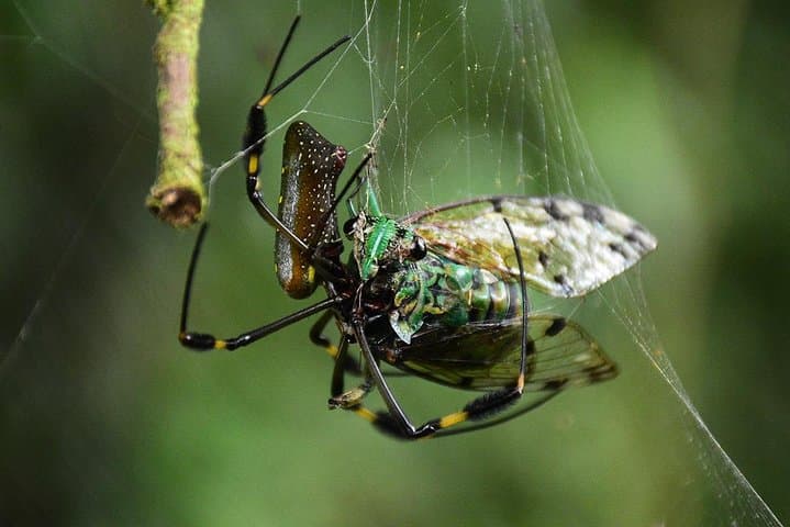Night Rainforest Walk by Arenal Volcano — Guided Nocturnal Wildlife Tour in La Fortuna photo 2