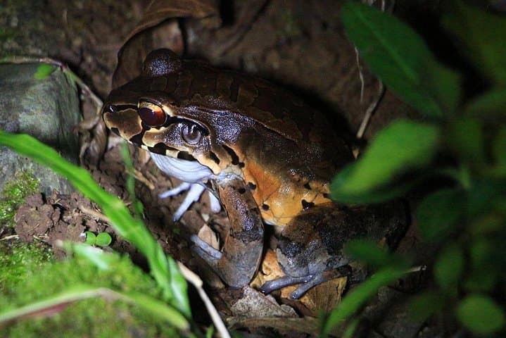 Night Rainforest Walk by Arenal Volcano — Guided Nocturnal Wildlife Tour in La Fortuna photo 3