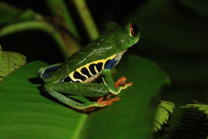 Night Rainforest Walk by Arenal Volcano — Guided Nocturnal Wildlife Tour in La Fortuna photo 4