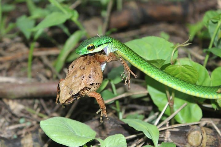 Night Rainforest Walk by Arenal Volcano — Guided Nocturnal Wildlife Tour in La Fortuna photo 1