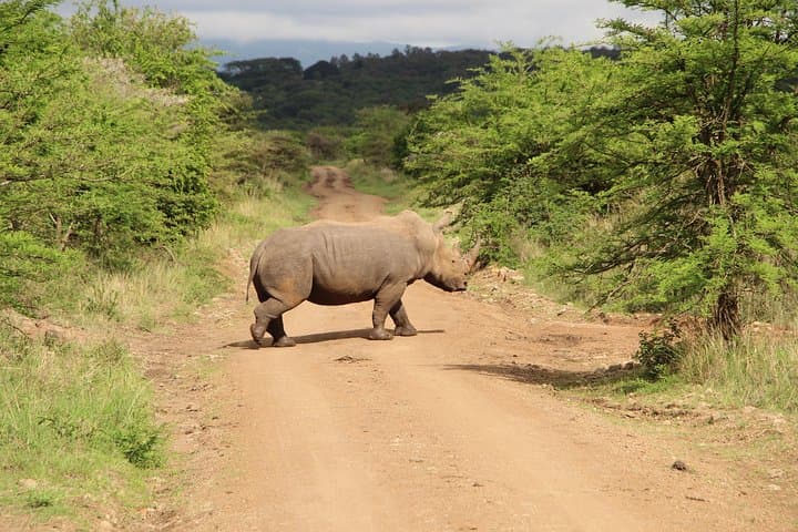 Inside Nairobi National Park: The Ultimate Urban Wildlife Safari Experience