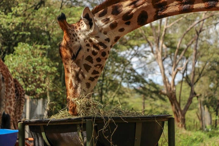 Inside Nairobi National Park: The Ultimate Urban Wildlife Safari Experience photo 2