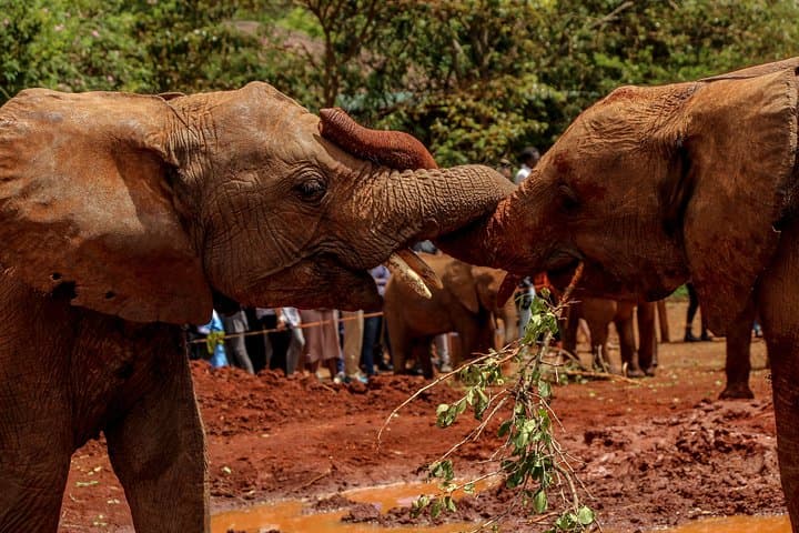 Inside Nairobi National Park: The Ultimate Urban Wildlife Safari Experience photo 3