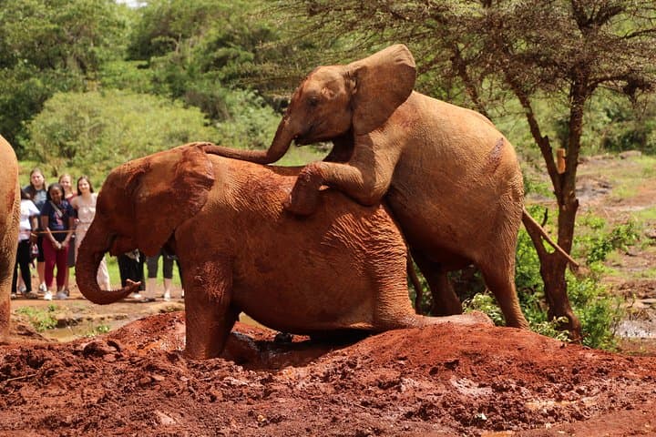 Inside Nairobi National Park: The Ultimate Urban Wildlife Safari Experience photo 4