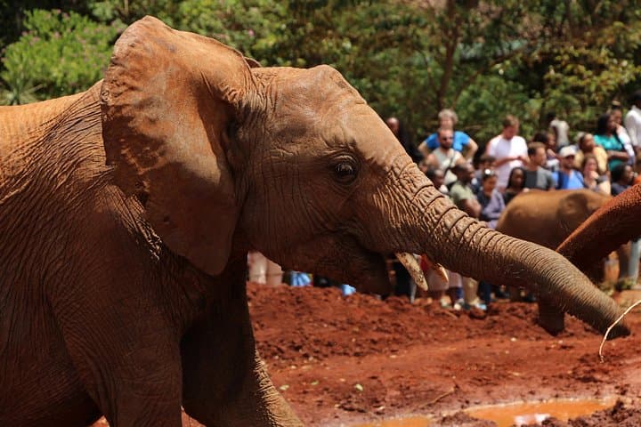 Inside Nairobi National Park: The Ultimate Urban Wildlife Safari Experience photo 5