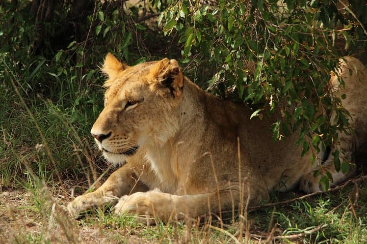 Inside Nairobi National Park: The Ultimate Urban Wildlife Safari Experience photo 6