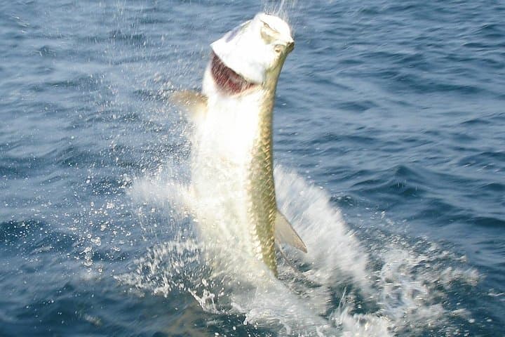 Boca Grande Inshore Fishing Charter — Private Half & Full-Day Trips in Boca Grande Sound photo 3