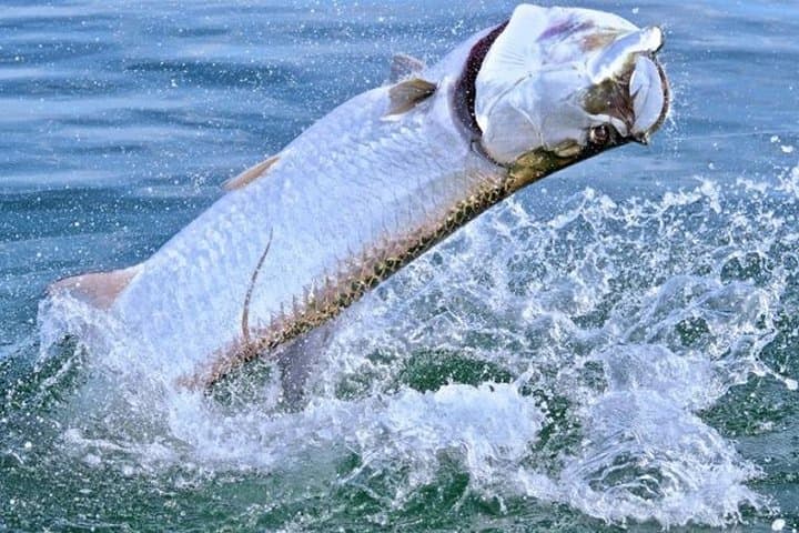 Boca Grande Inshore Fishing Charter — Private Half & Full-Day Trips in Boca Grande Sound photo 6