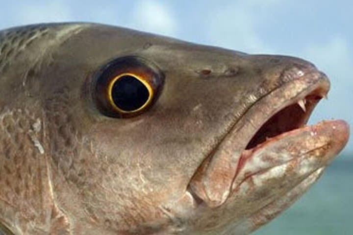 Boca Raton Inshore Fishing Trip: Private 4–8 Hour Intracoastal Charter photo 4
