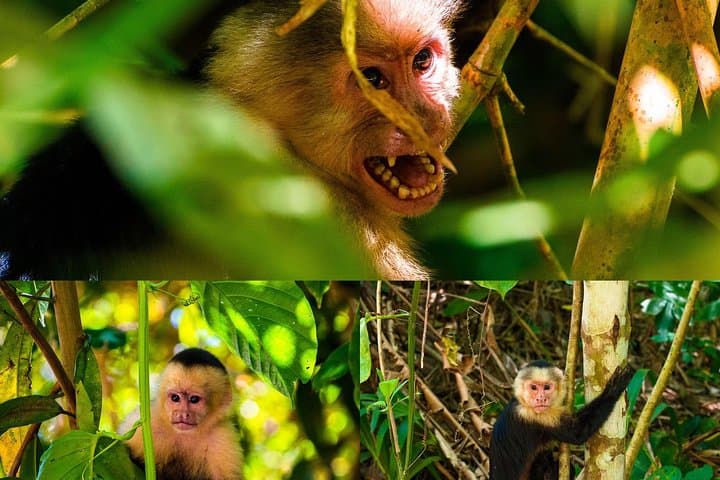 Jaco Monkey Mangrove Tour — Private Transfer to Wild Capuchins