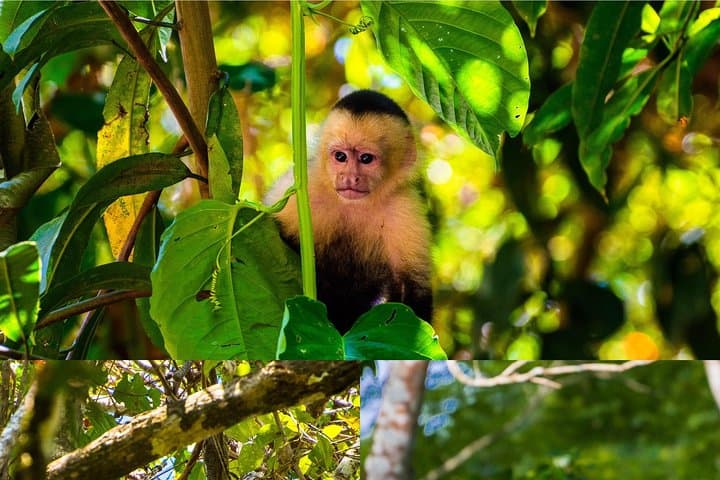 Jaco Monkey Mangrove Tour — Private Transfer to Wild Capuchins photo 2