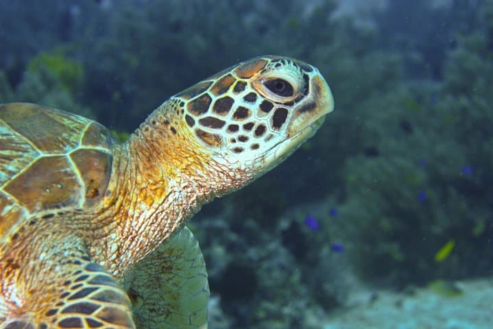 Three-Dive Nusa Penida: Manta Points, Mola-Mola & Pristine Reefs photo 6