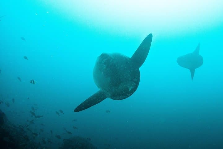 Nusa Penida Two-Dive Adventure: Manta Point & East Penida Reefs photo 4