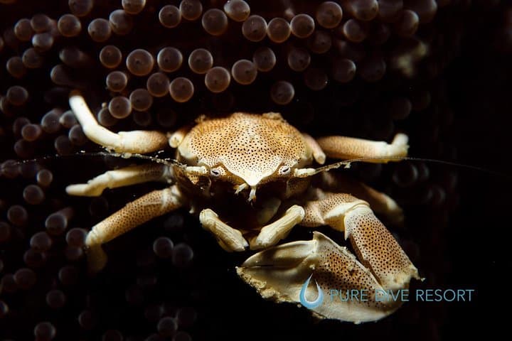 Nusa Penida Two-Dive Adventure: Manta Point & East Penida Reefs photo 5