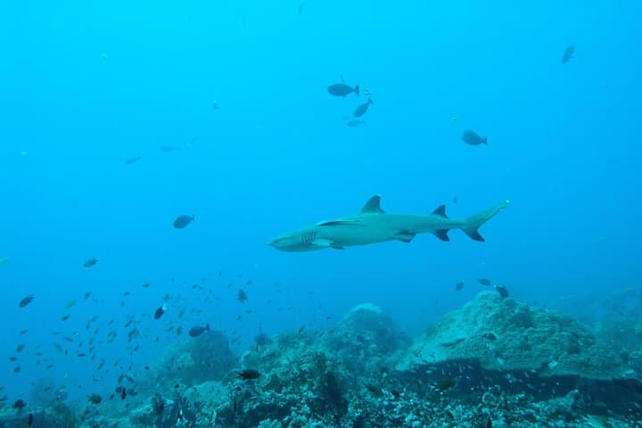 Nusa Penida Two-Dive Adventure: Manta Point & East Penida Reefs photo 6