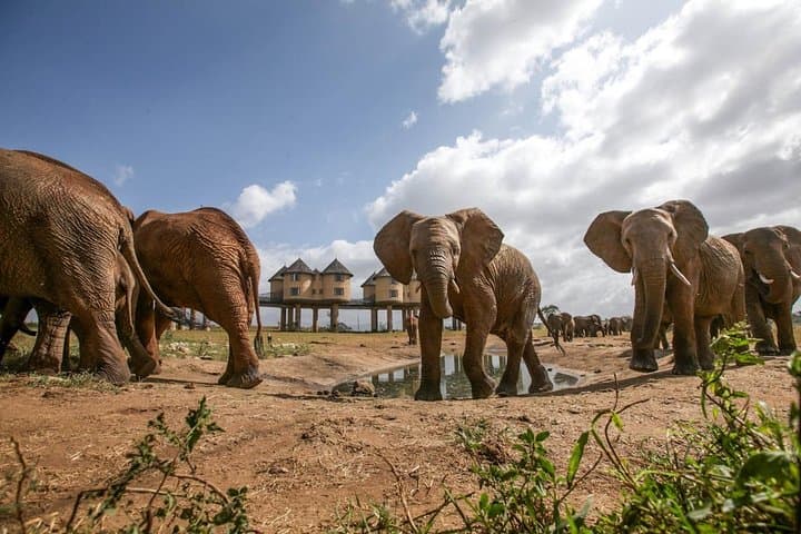 2-Day Saltlick Safari — Taita Hills Game Drives from Diani photo 3